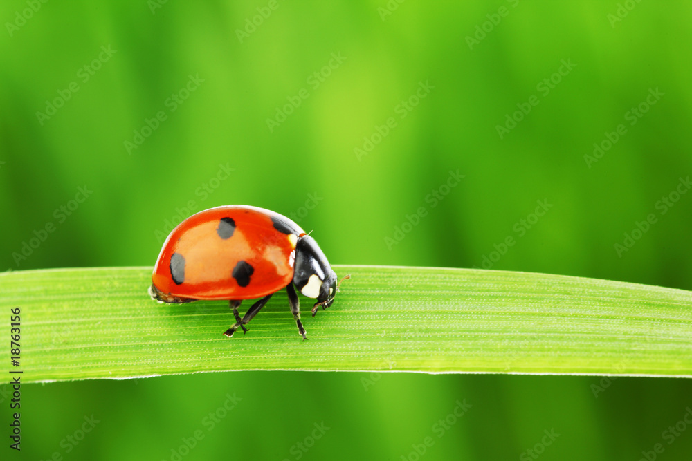 Obraz premium ladybug on grass