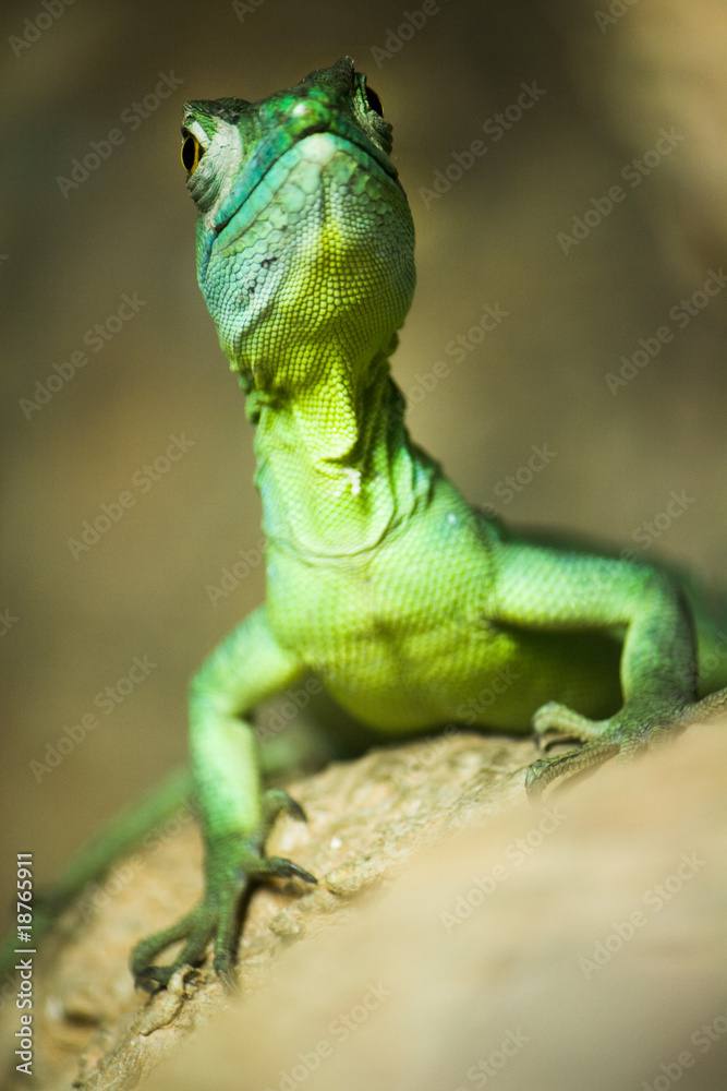 Obraz premium Single colorful green basilisk lizard