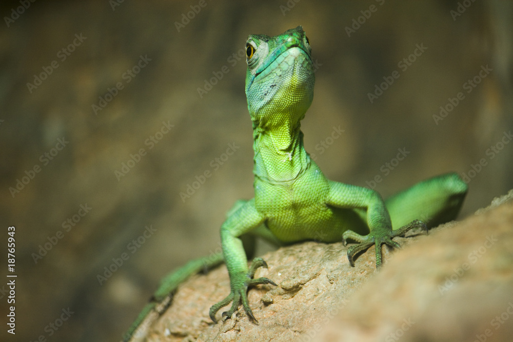 Single colorful green basilisk lizard Single colorful green basilisk lizard