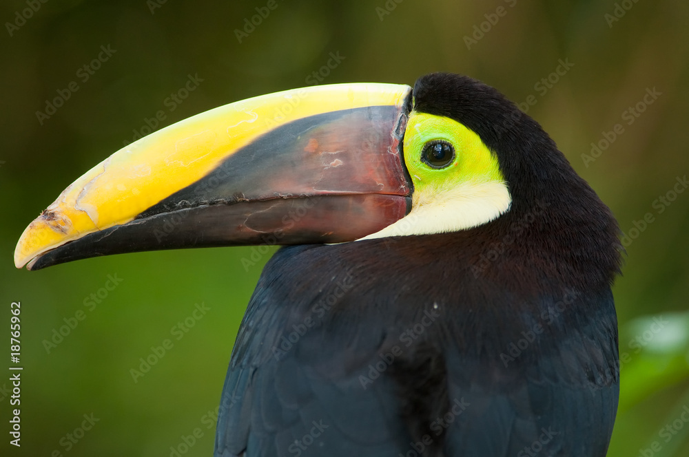 Fototapeta premium Chestnut-mandibled Toucan or Swainsons Toucan