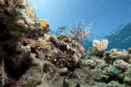 lionfish and coral