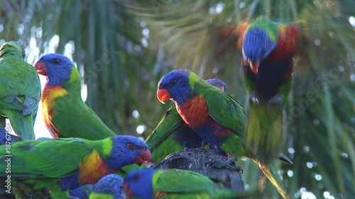 Rainbow Lorikeets