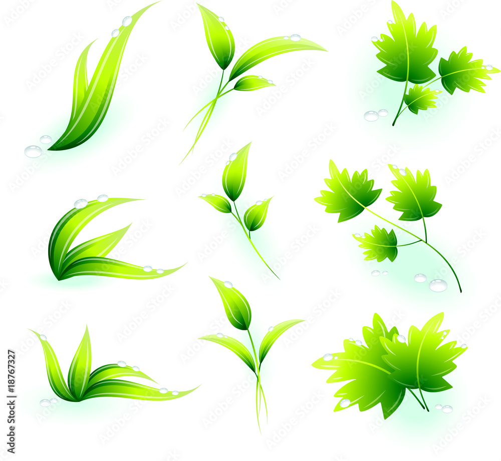 nature elements and leaves set