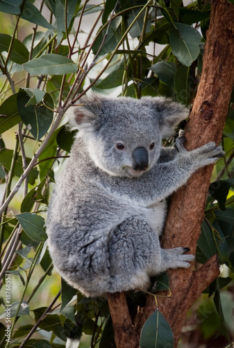 Fototapeta Naklejka Na Ścianę i Meble -  Koala in gumtree