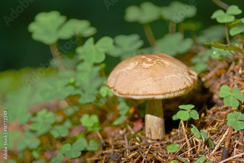Orange-cap boletus mushroom