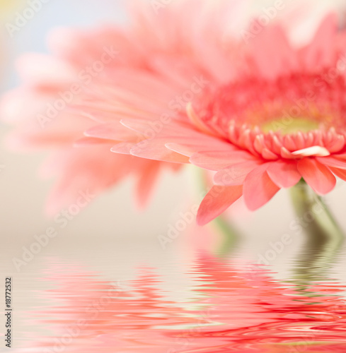 Fototapeta Naklejka Na Ścianę i Meble -  Pink daisy-gerbera with soft focus reflected in the water.