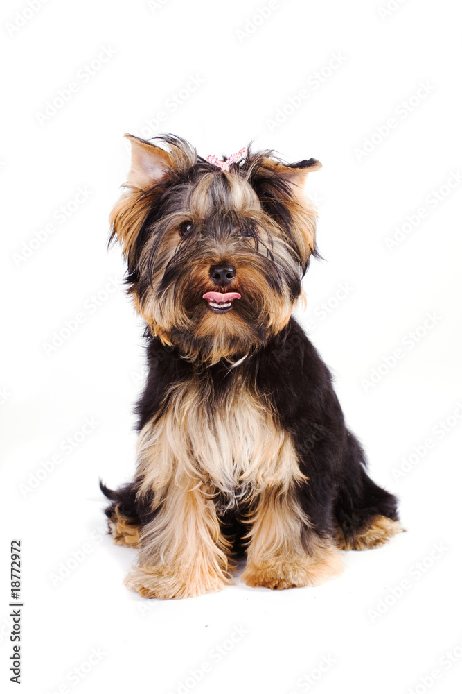 yorkie isolated yorkie isolated