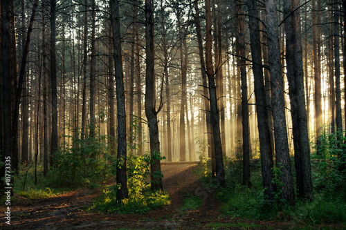 Fototapeta Naklejka Na Ścianę i Meble -  sunset in the forest