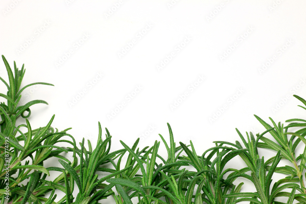 Fototapeta premium rosemary