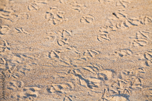 gull footprint