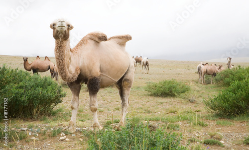 Herd of Bactrian camels