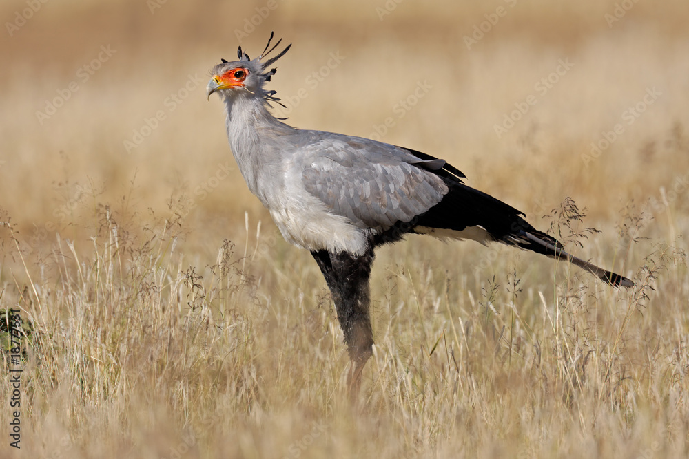 Obraz premium Secretary bird (Sagittarius serpentarius), South Africa