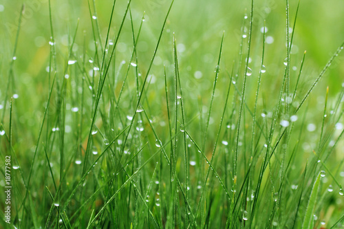 Fotografia Green Grass with Morning dew