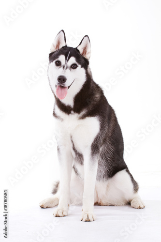 husky