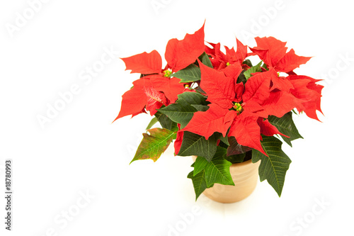 Weihnachtsstern