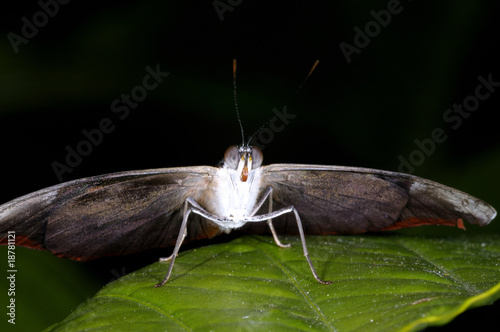 grecian shoemaker,  catonephele numilia photo