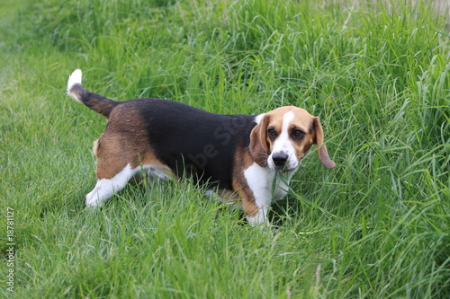 Beagle