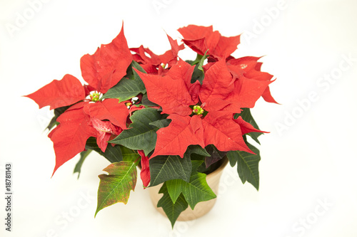 Weihnachtsstern 2