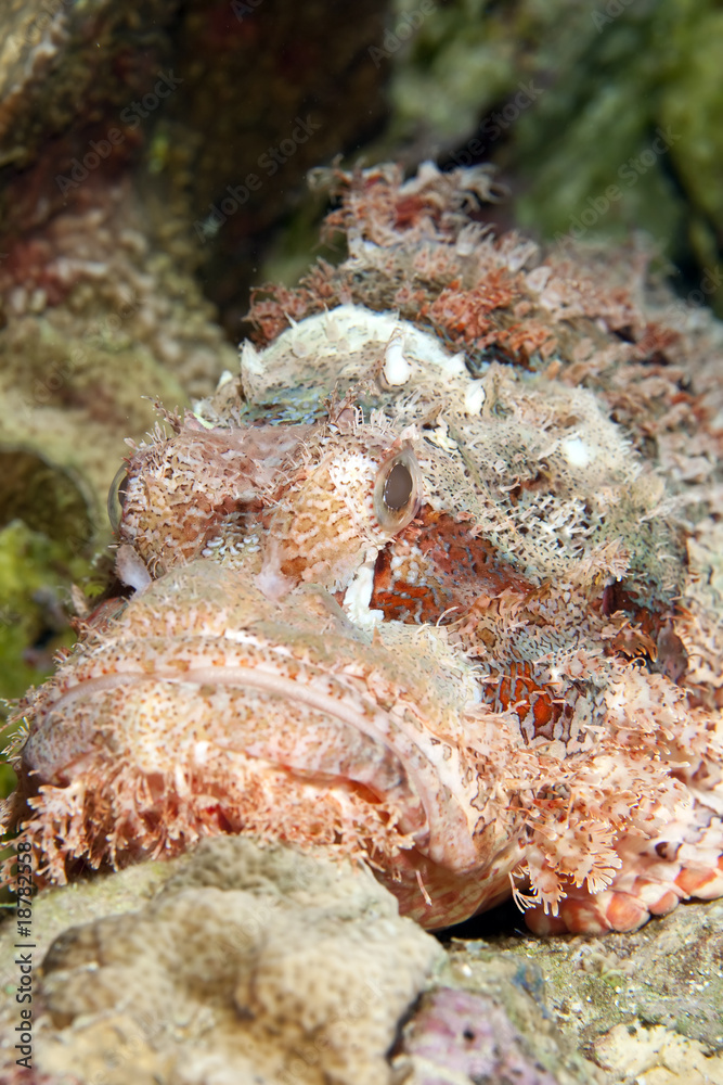 Fototapeta premium smallscale scorpionfish