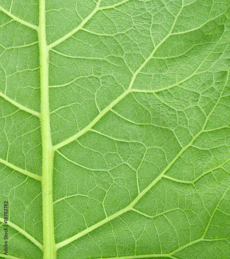 Burdock Leaf Background Burdock Leaf Background