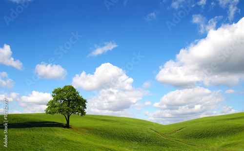 Classic rural landscape with lonely tree