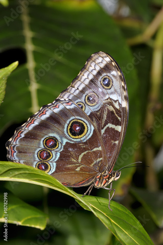 common blue morpho, morpho peleides © hakoar