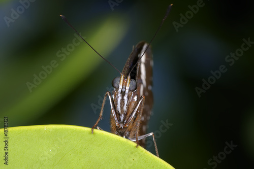 great eggfly, hypolimnas bolina