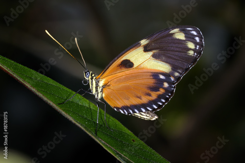 hecales longwing, heliconius hecale
