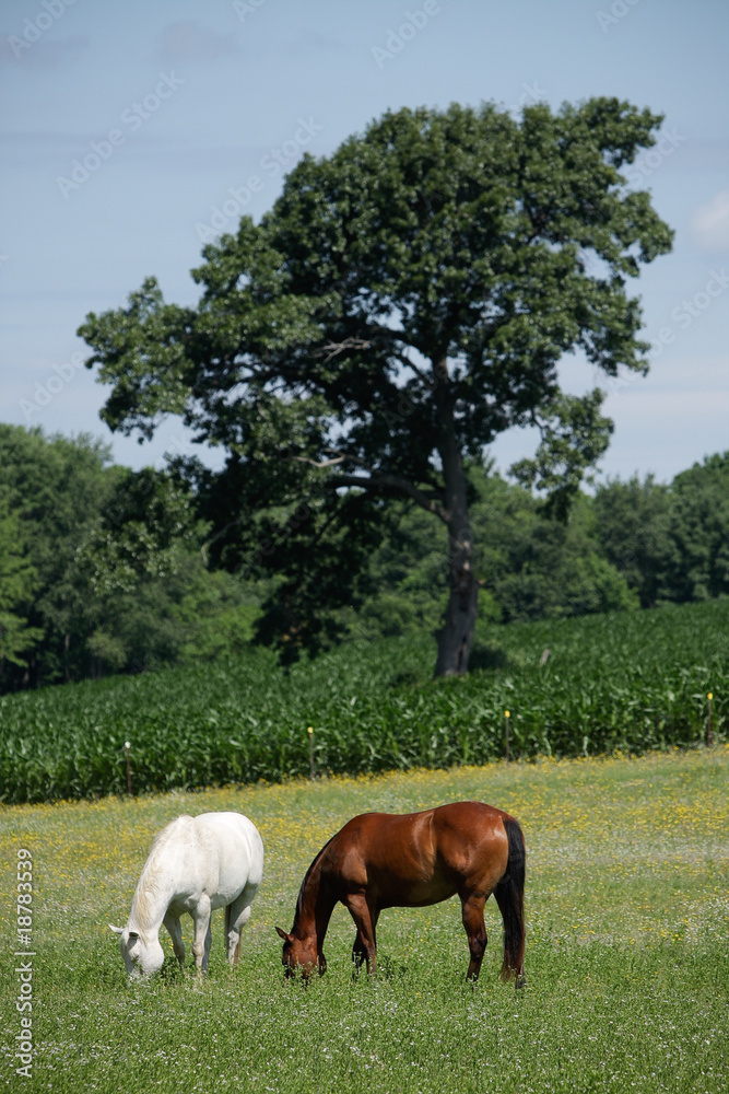 horses in Field with Corn Vertical