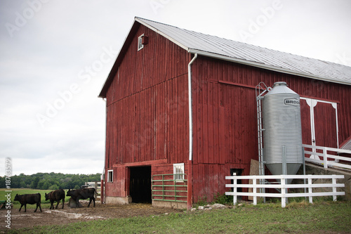 Фотография Red Farm Barn with Cows