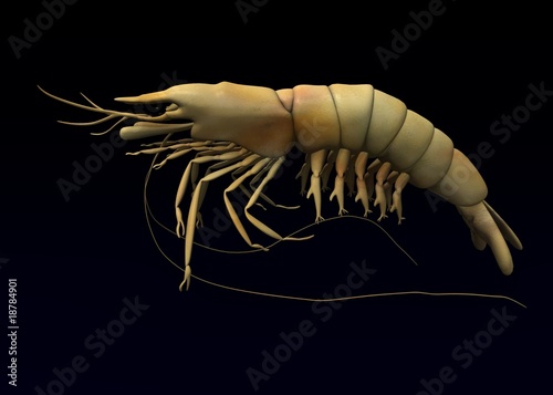 prawn animal photo