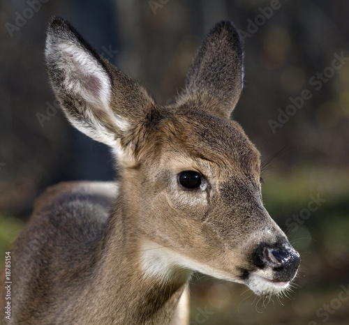 new growth antlers