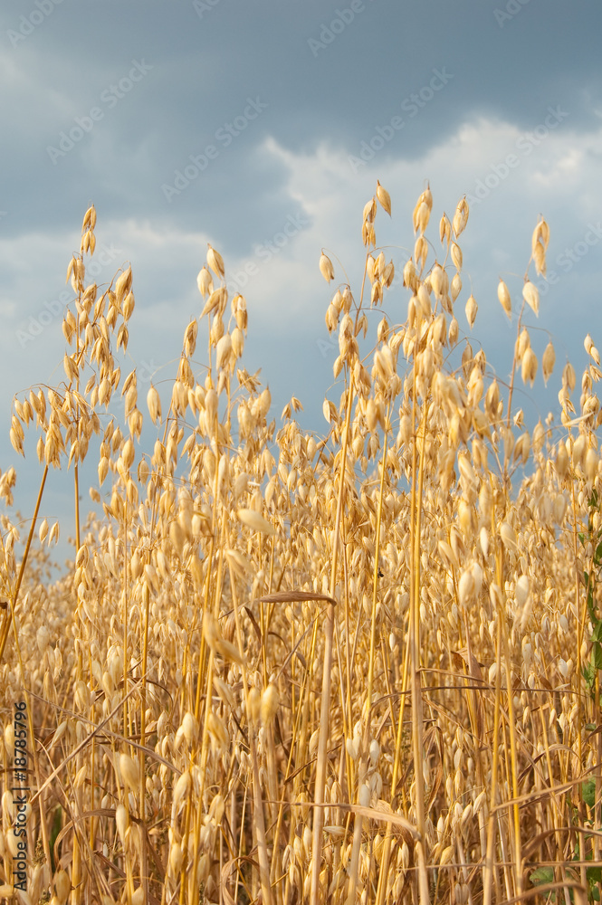 Obraz premium Rural landscape