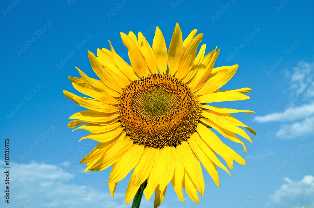 beautiful sunflower on field with clouds beautiful sunflower on field with clouds