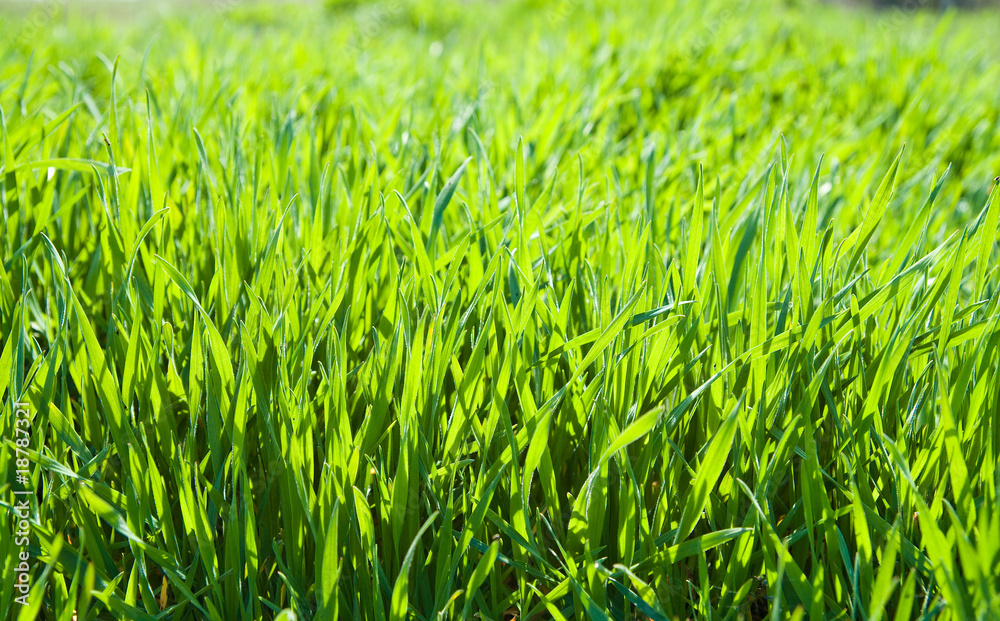 Fototapeta premium good green grass as background