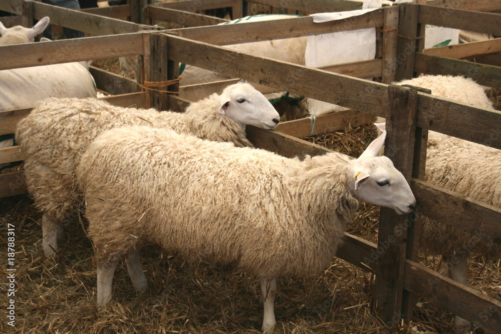 Fototapeta premium Two Sheep