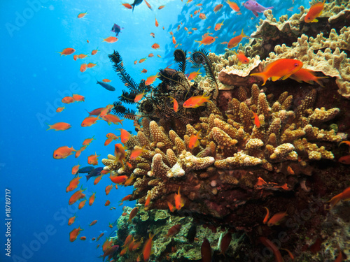 Valokuvatapetti Coral on Great Barrier Reef Australia