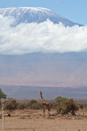 Giraffe and mount Kilimanjaro