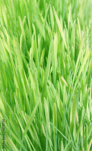 Background a grass.