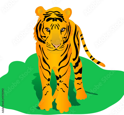tiger