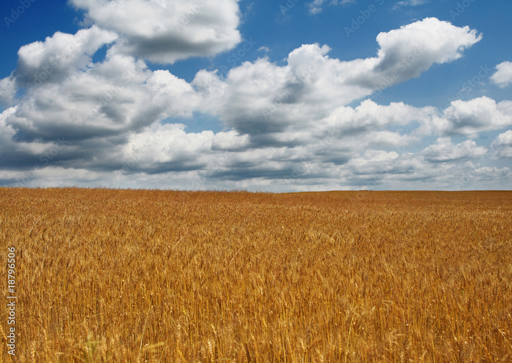 field of wheat