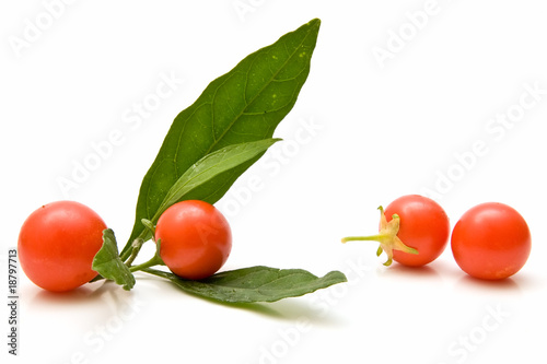 Tomates cherry 23