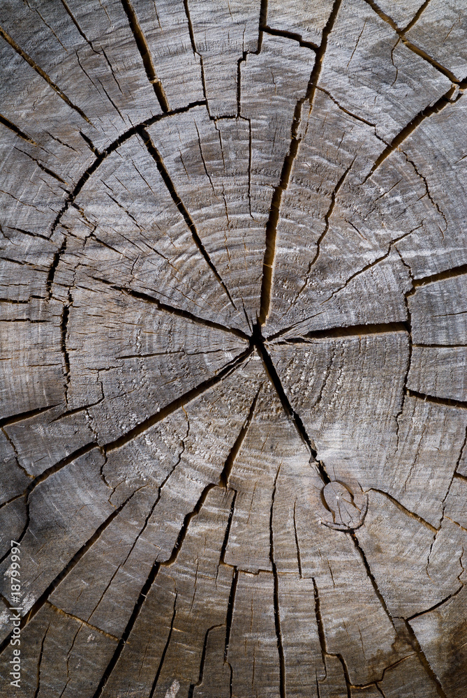 Fototapeta premium Old Cut of Tree 3