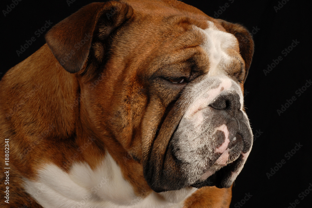 red brindle english bulldog with sad looking expression