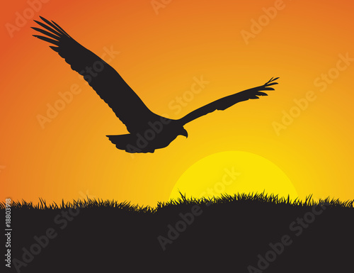 Eagle at Sunset