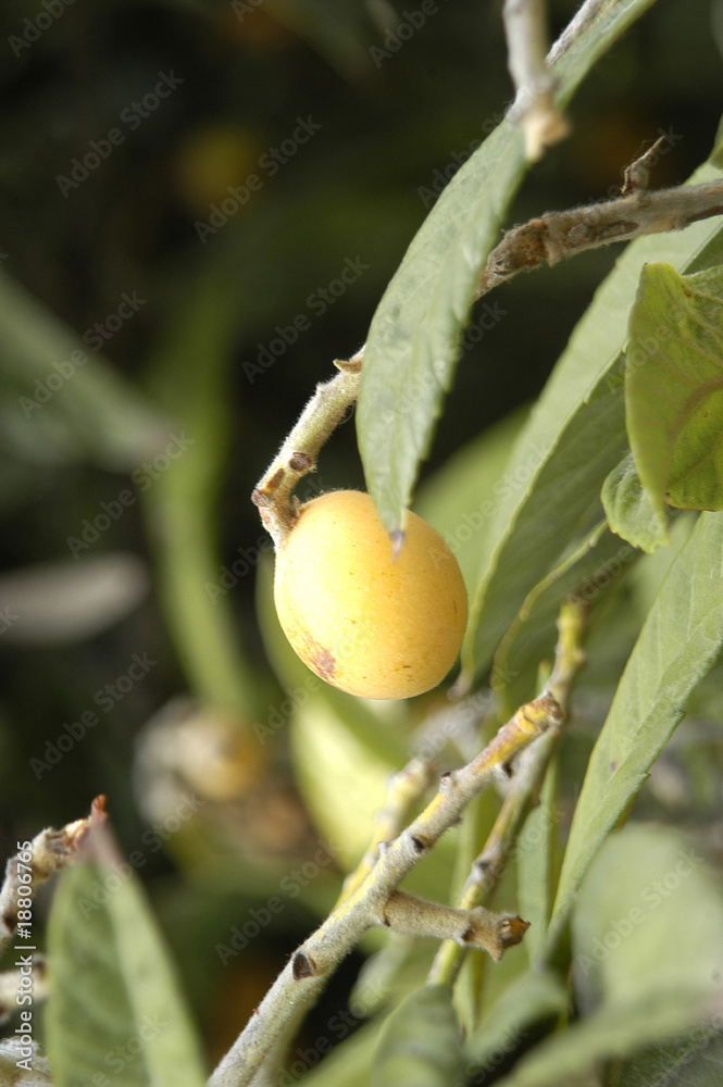 Obraz premium Nísperos 006