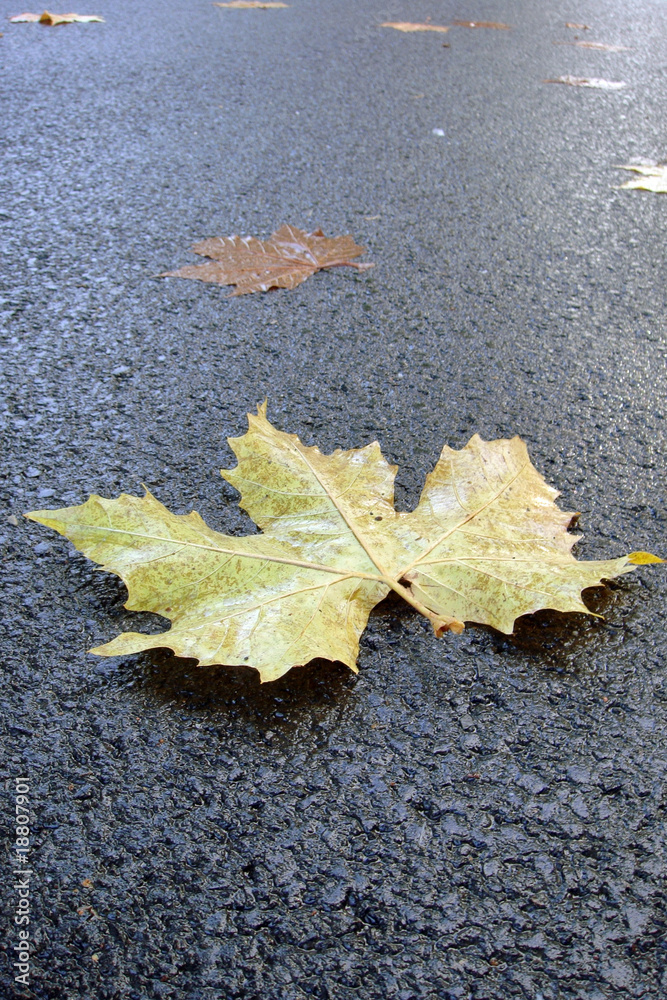 feuille tombée au sol
