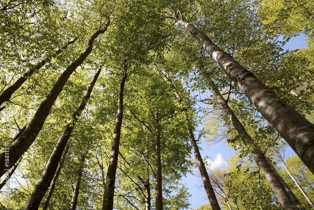 Fototapeta premium Tree