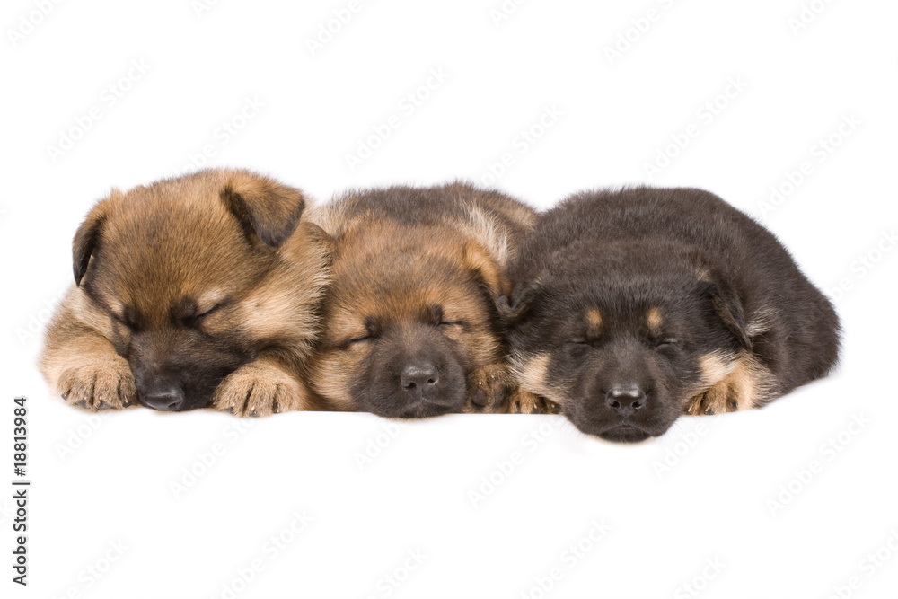 Three Sleeping puppys isolated over white background