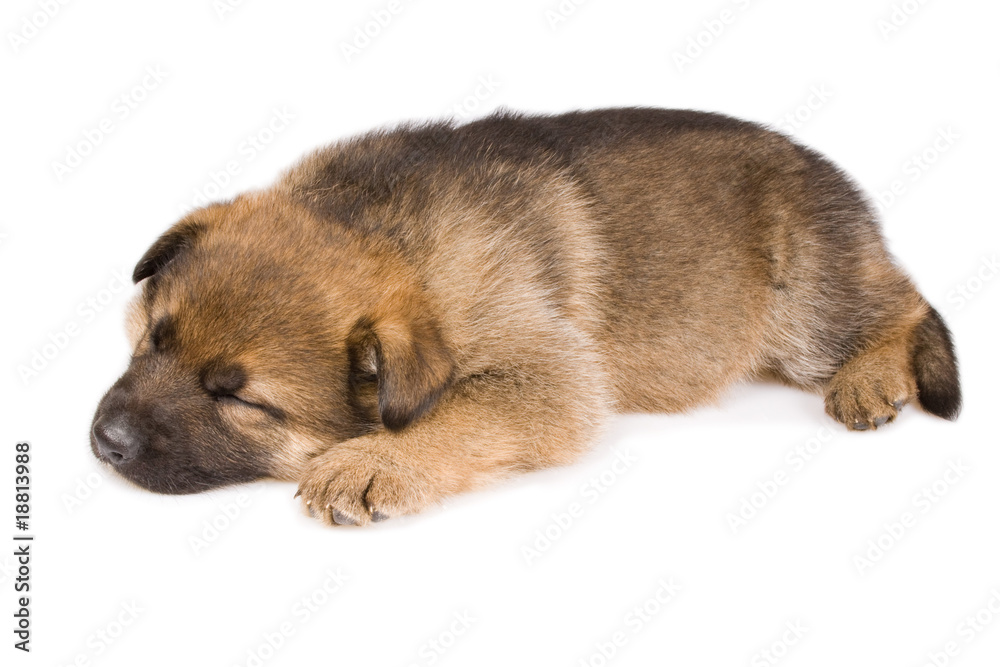 Sleeping puppy isolated over white background